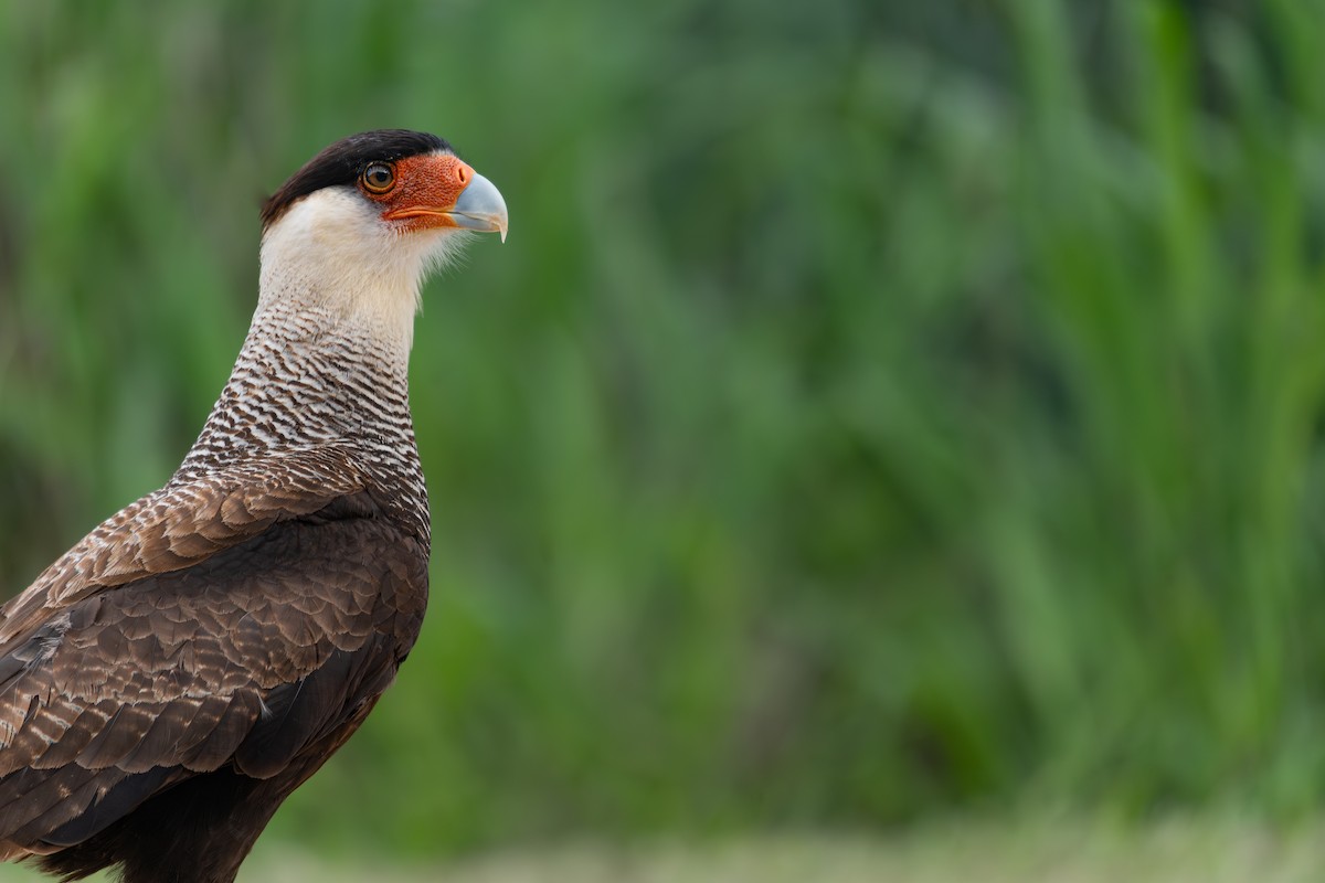 karančo jižní - ML645508720