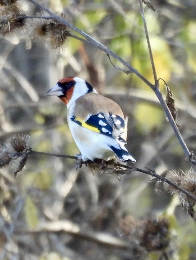 European Goldfinch - ML645508727