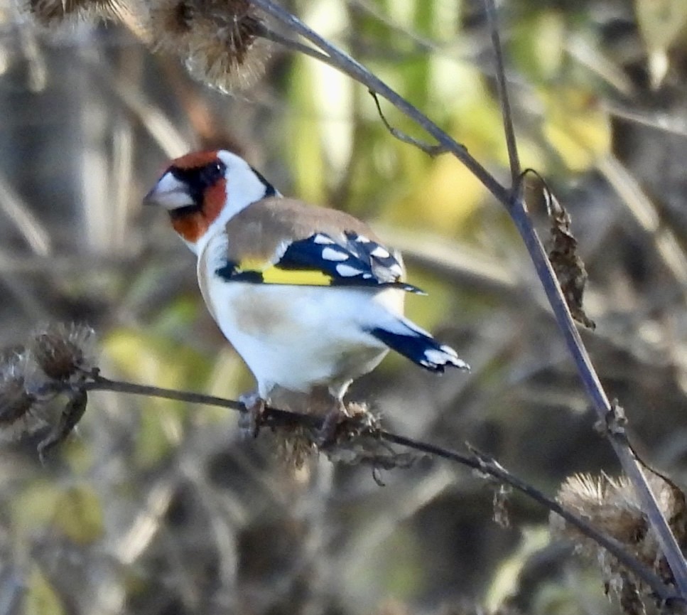 European Goldfinch - ML645508728