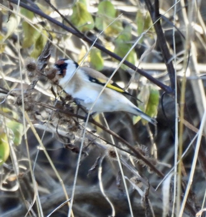 European Goldfinch - ML645508729