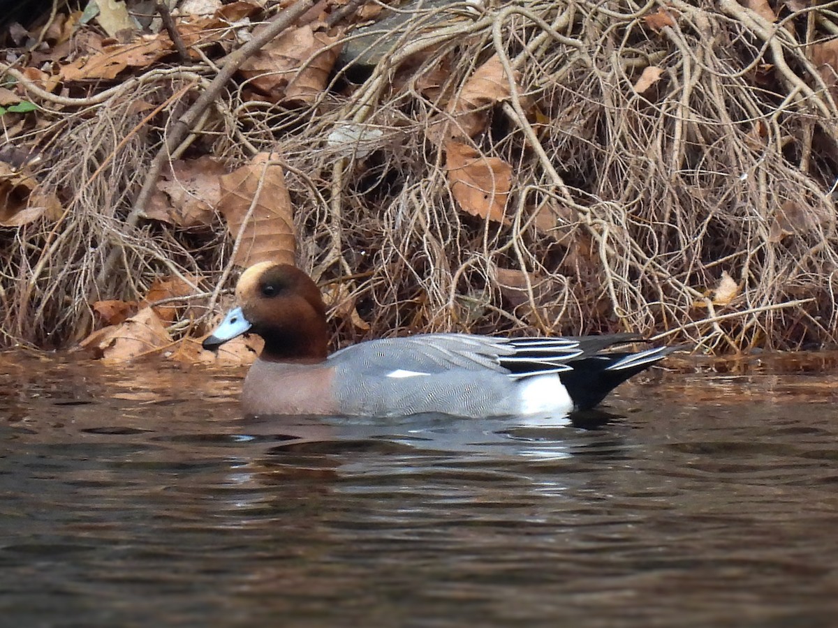 Eurasian Wigeon - ML645508732