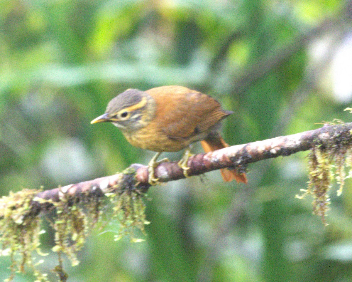 Scaly-throated Foliage-gleaner - ML645508736