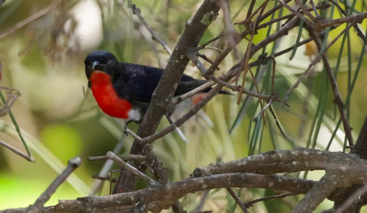 Picaflores Golondrina - ML645508738