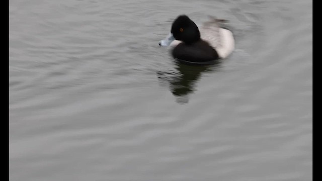 Morbaş Patka - ML645508756