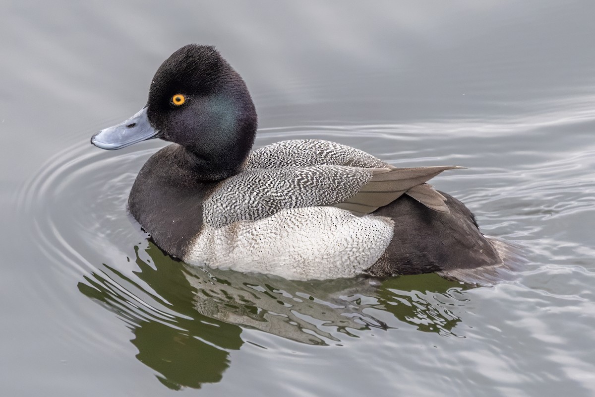 Lesser Scaup - ML645508757