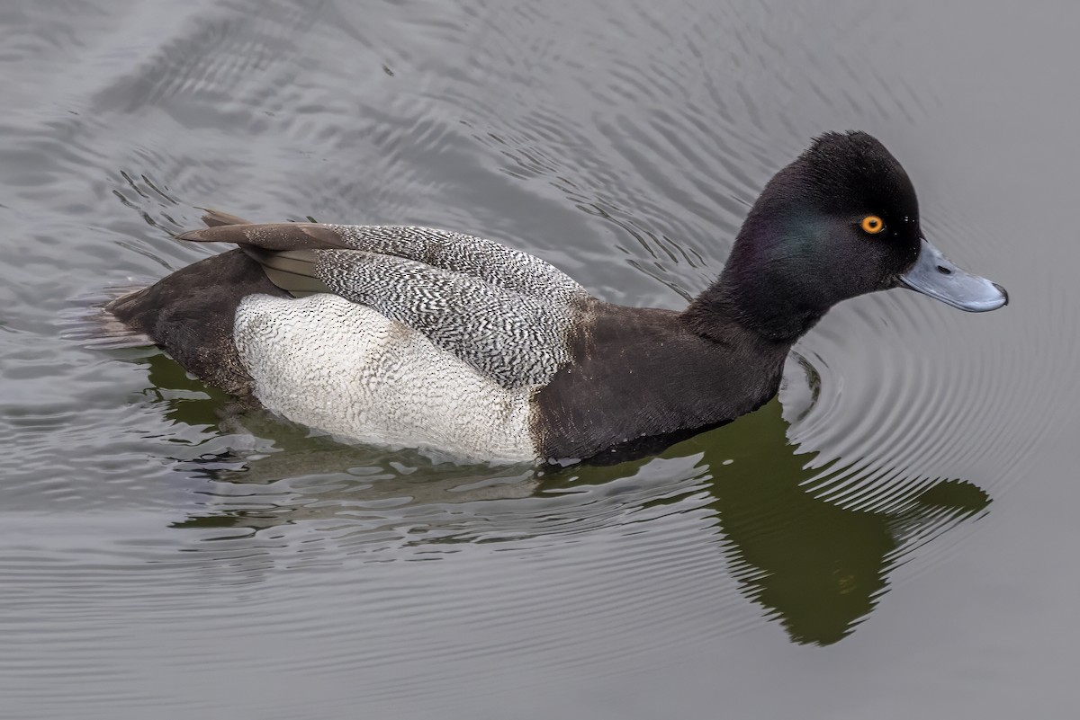 Lesser Scaup - ML645508758