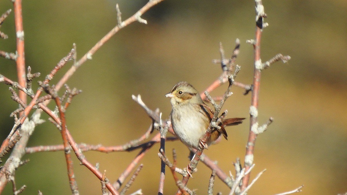 Swamp Sparrow - ML645508774