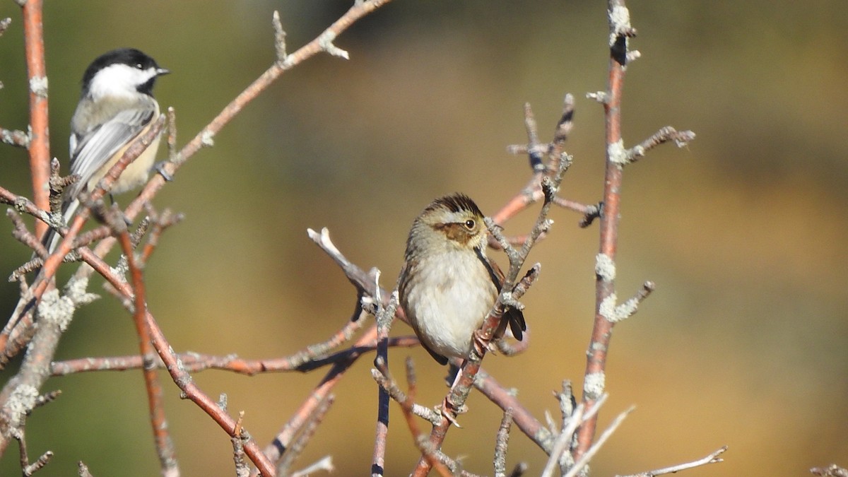 Swamp Sparrow - ML645508775