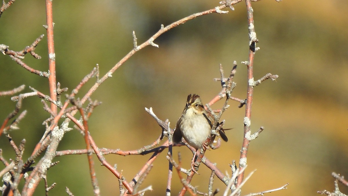 Swamp Sparrow - ML645508776