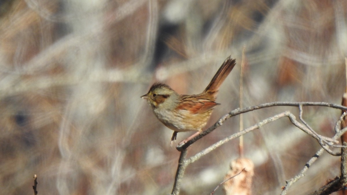 Swamp Sparrow - ML645508777