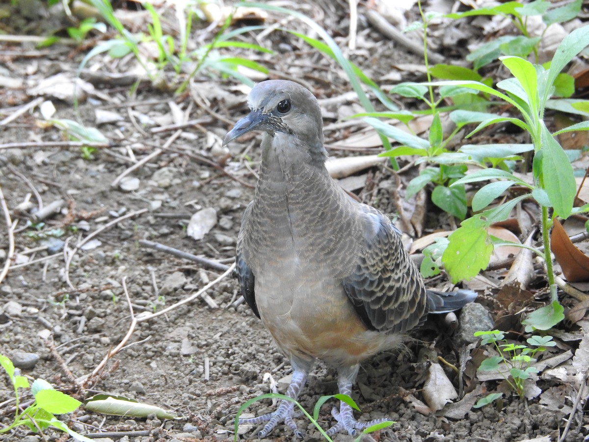金背鳩 - ML645508787