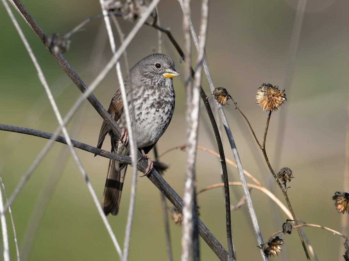 Fox Sparrow (Thick-billed) - ML645508796
