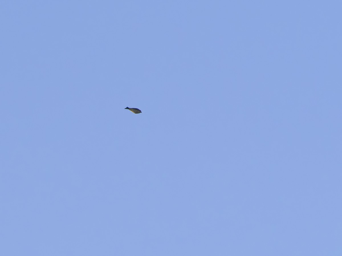 Purple Finch (Western) - ML645508803