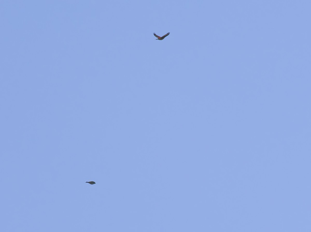 Purple Finch (Western) - ML645508805