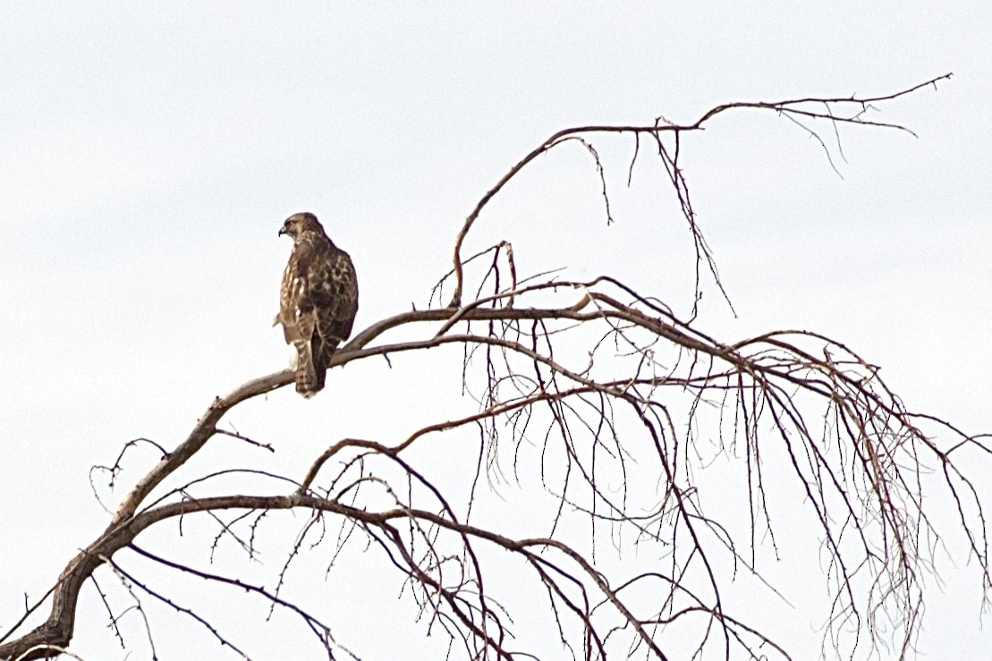 káně rudochvostá - ML645508818