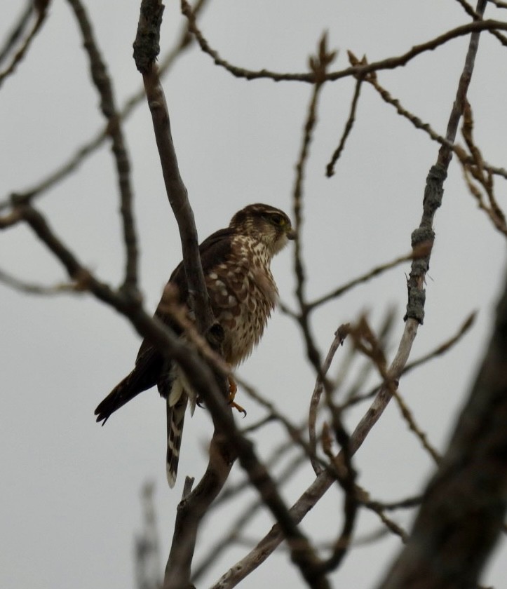 Merlin - ML645508819