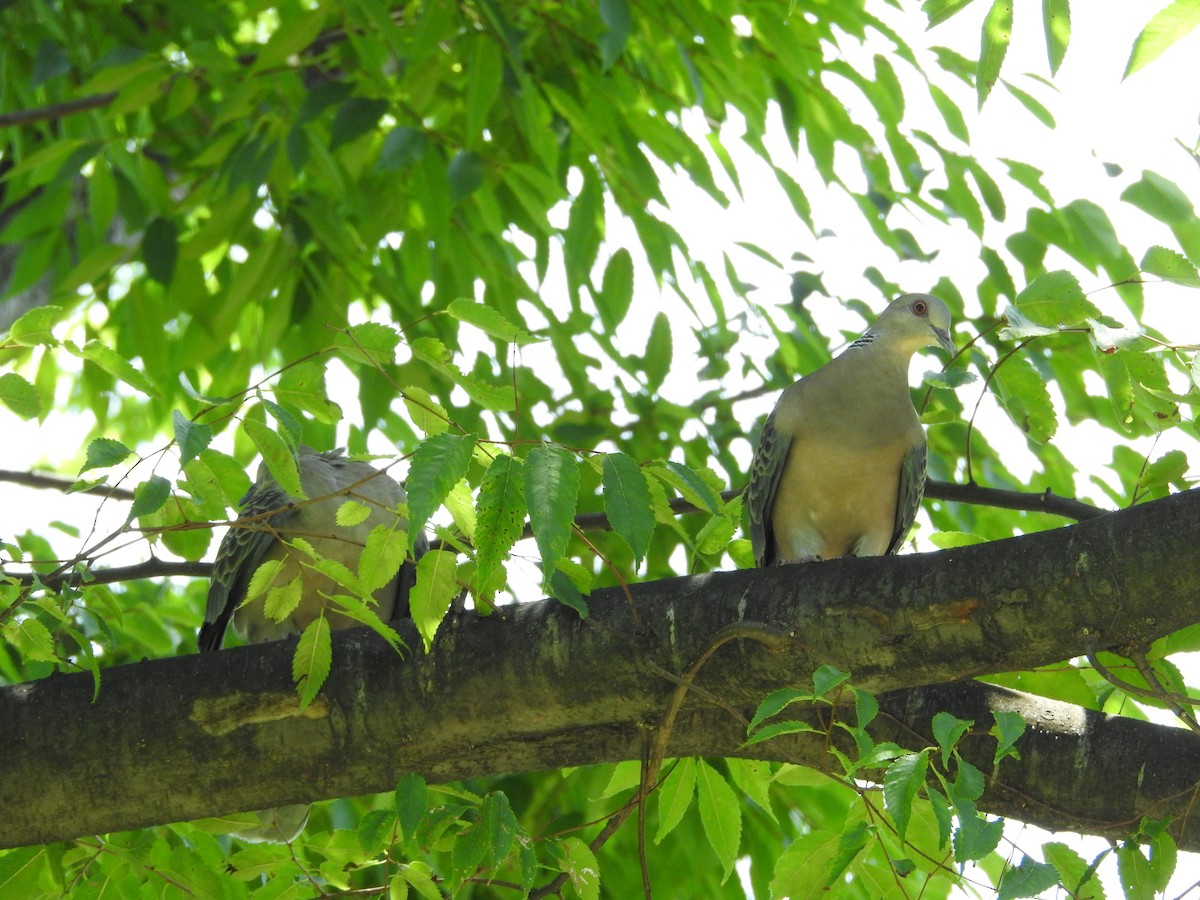 金背鳩 - ML645508825