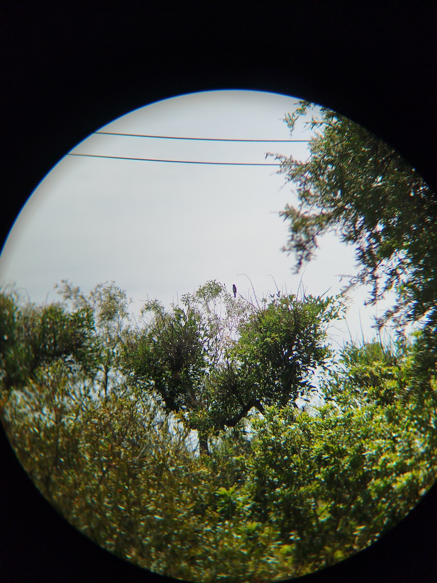 Variegated Flycatcher - ML645508828