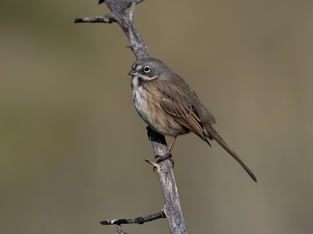 Bell's Sparrow (belli) - ML645508834
