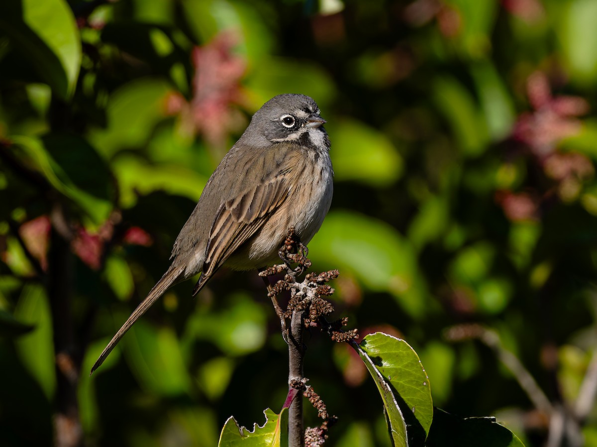 Bell's Sparrow (belli) - ML645508835