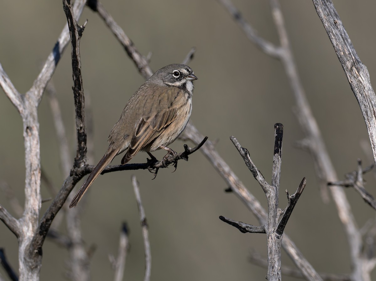 Bell's Sparrow (belli) - ML645508836