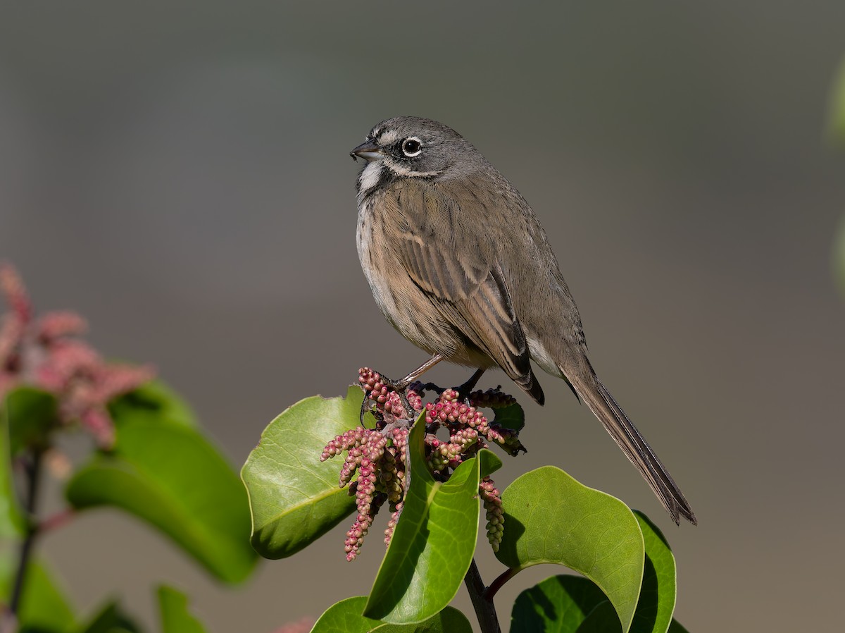 Bell's Sparrow (belli) - ML645508837