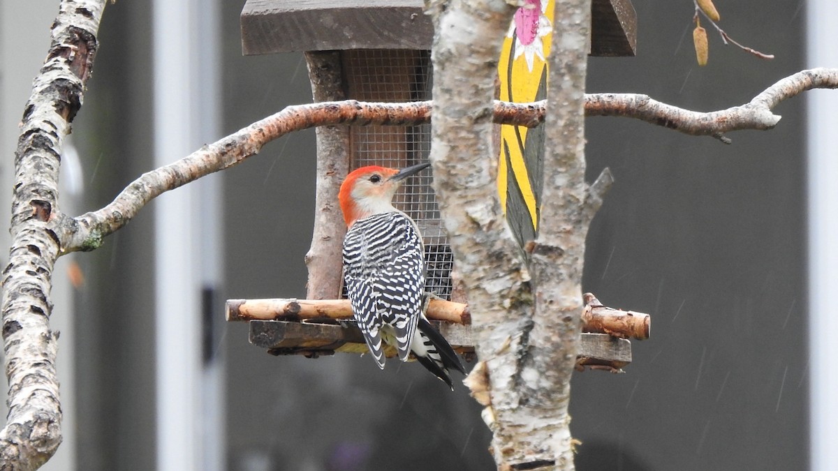 Red-bellied Woodpecker - ML645508839