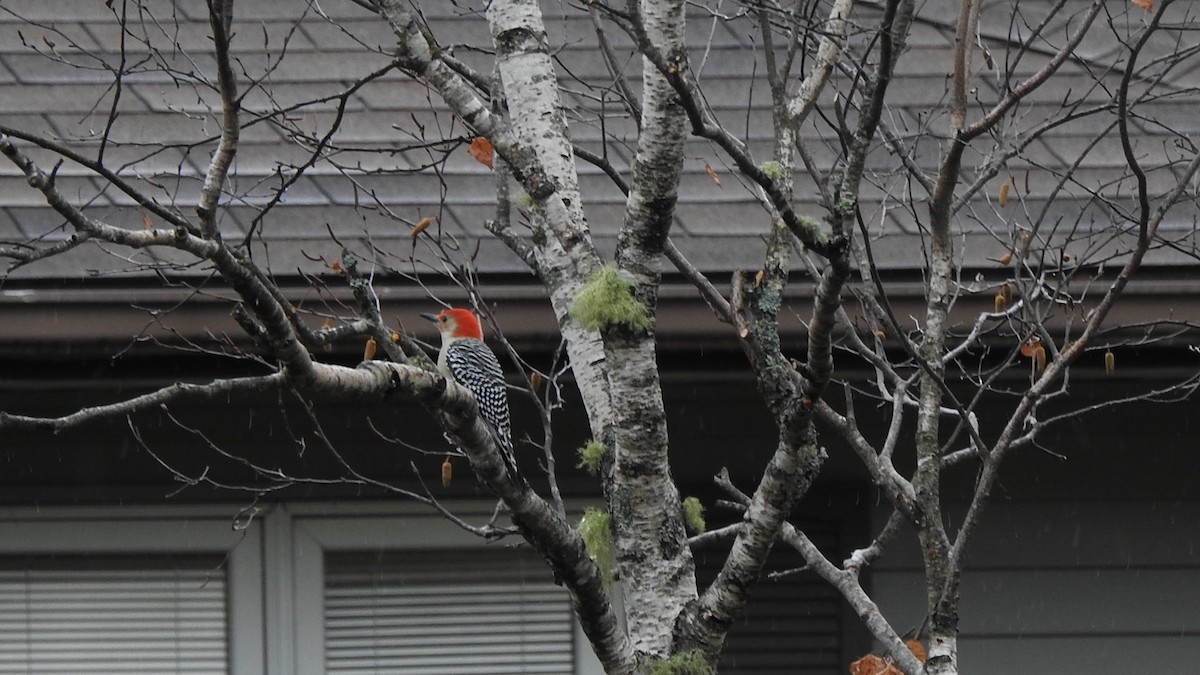 Red-bellied Woodpecker - ML645508840
