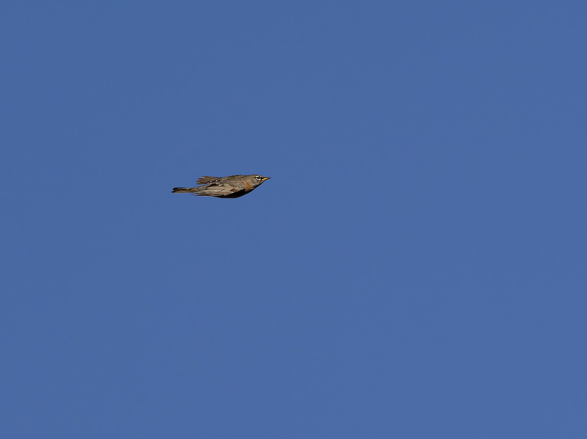 American Robin - ML645508856