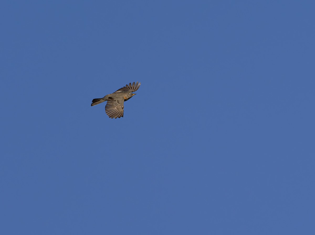 American Robin - ML645508857