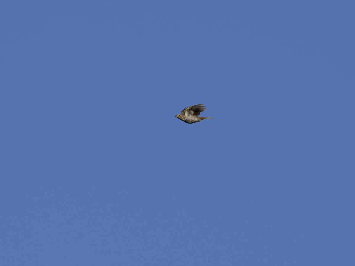 Hermit Thrush - ML645508860