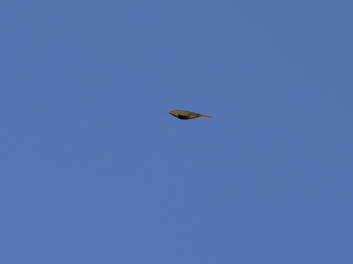 Hermit Thrush - ML645508861