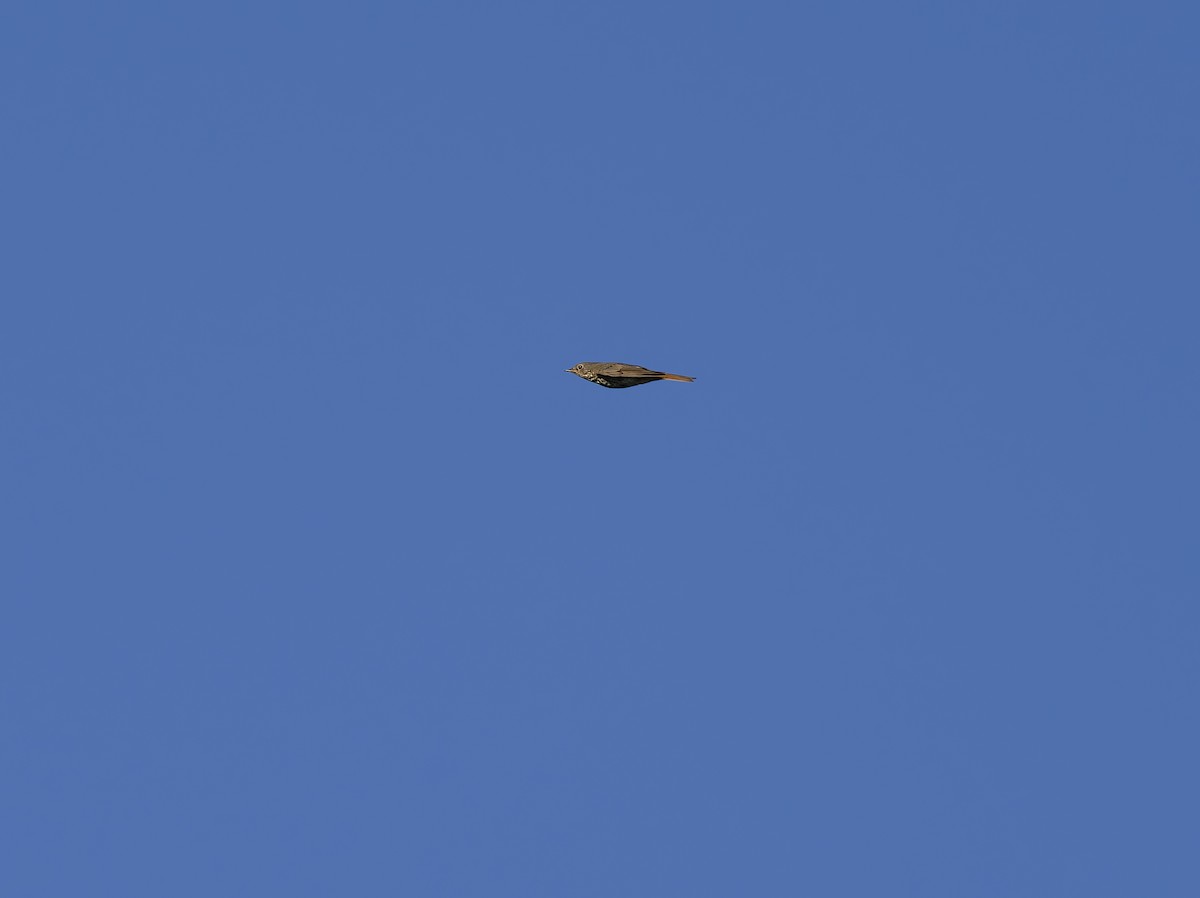 Hermit Thrush - ML645508863