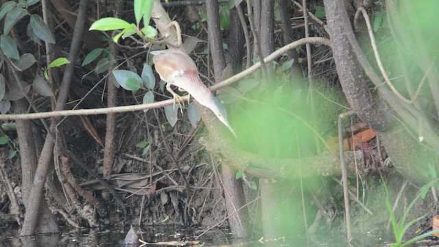 Sarı Küçük Balaban - ML645508866