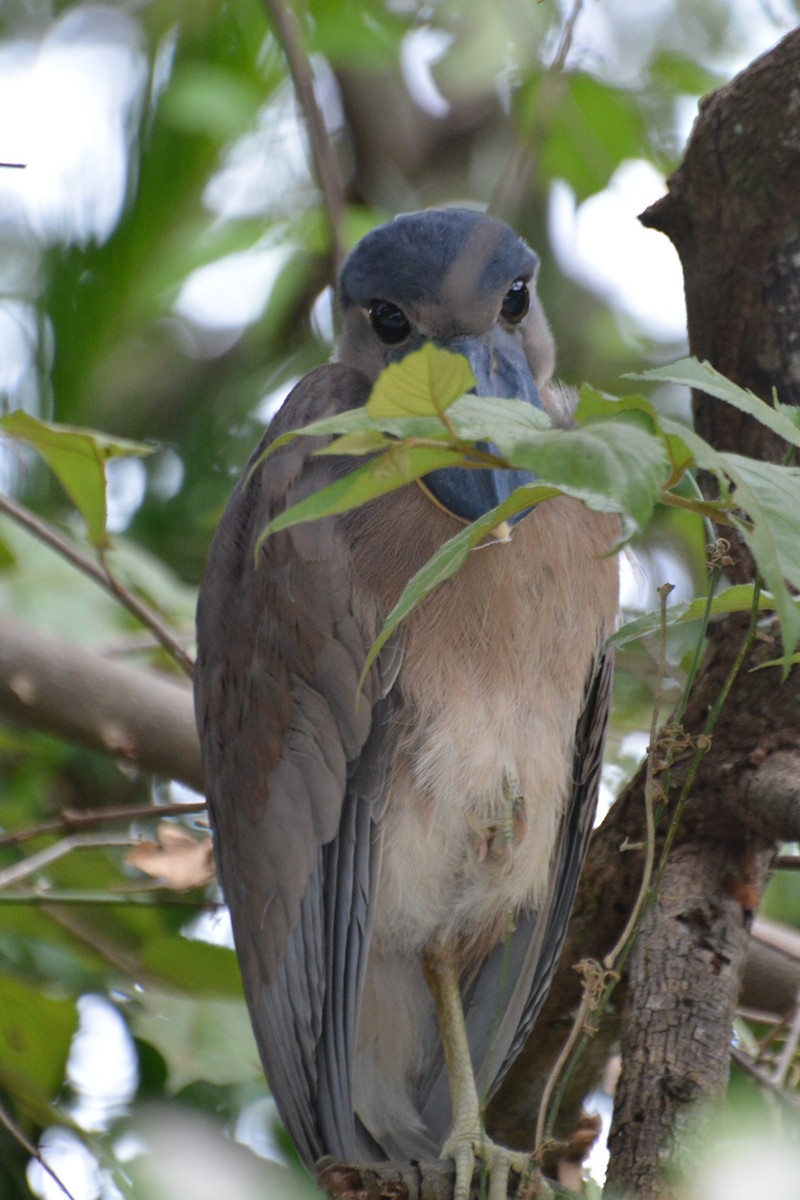Boat-billed Heron - ML645508872
