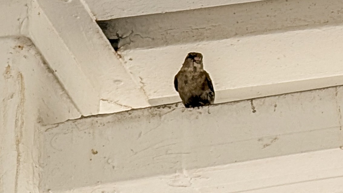 House Sparrow - ML645508874