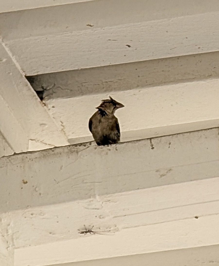 House Sparrow - ML645508875