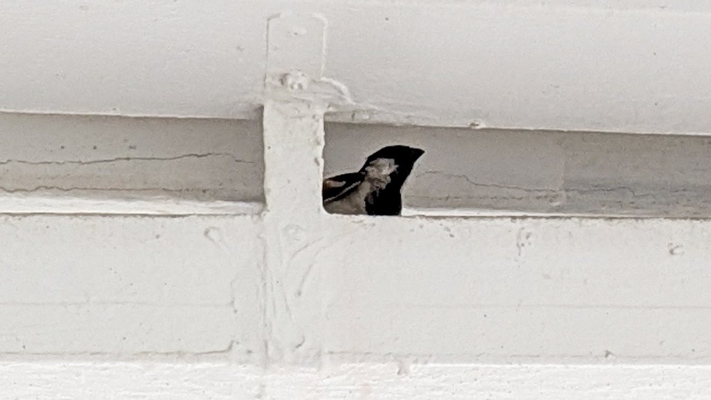House Sparrow - ML645508876
