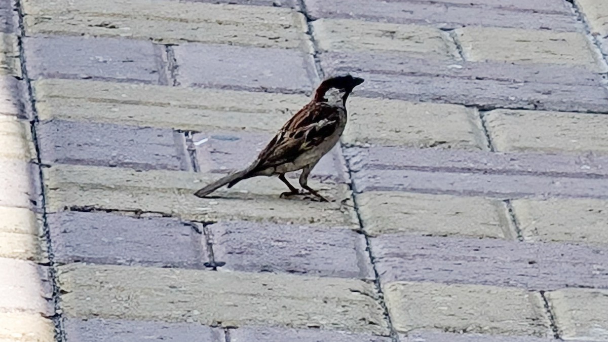 House Sparrow - ML645508877