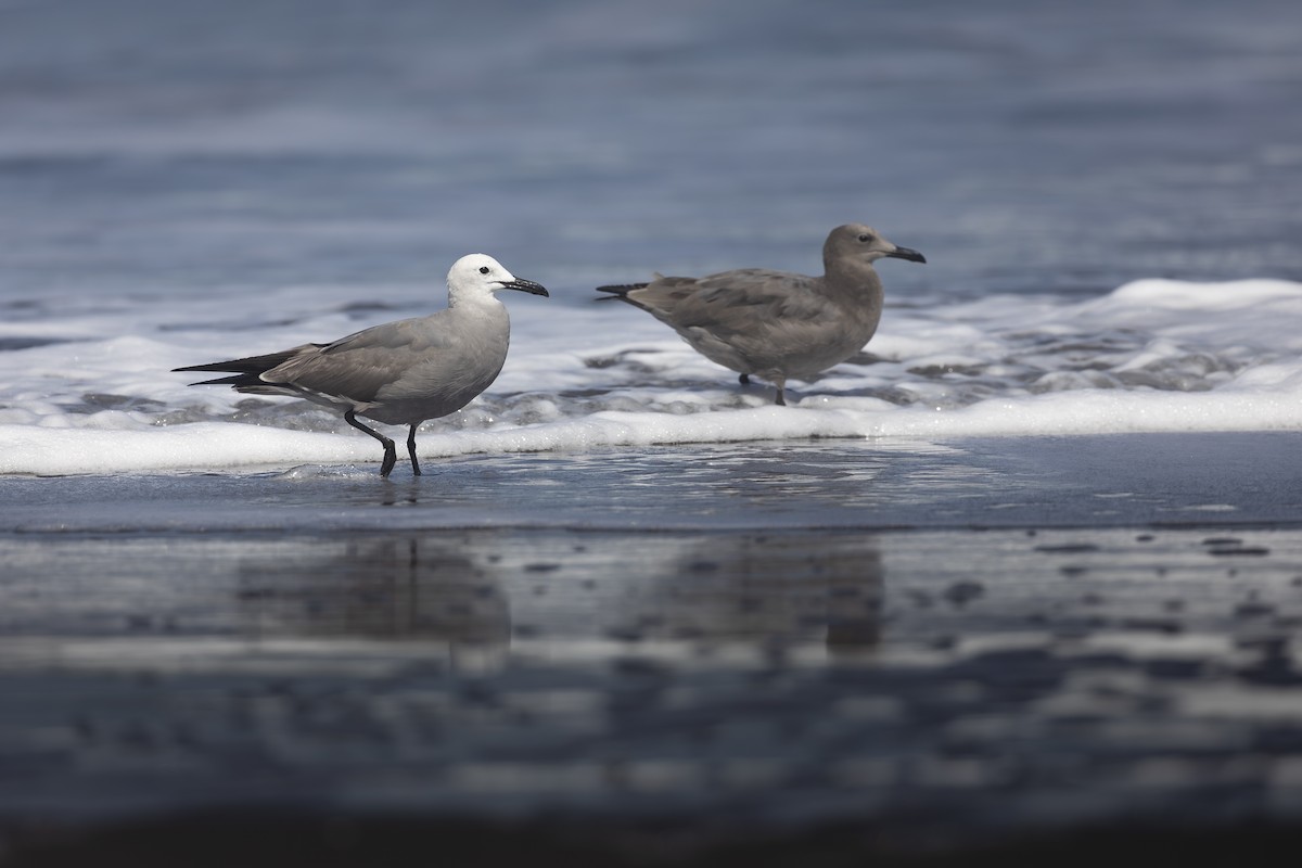 Серая чайка - ML645508879