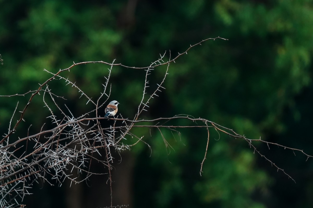 Bay-backed Shrike - ML645508880