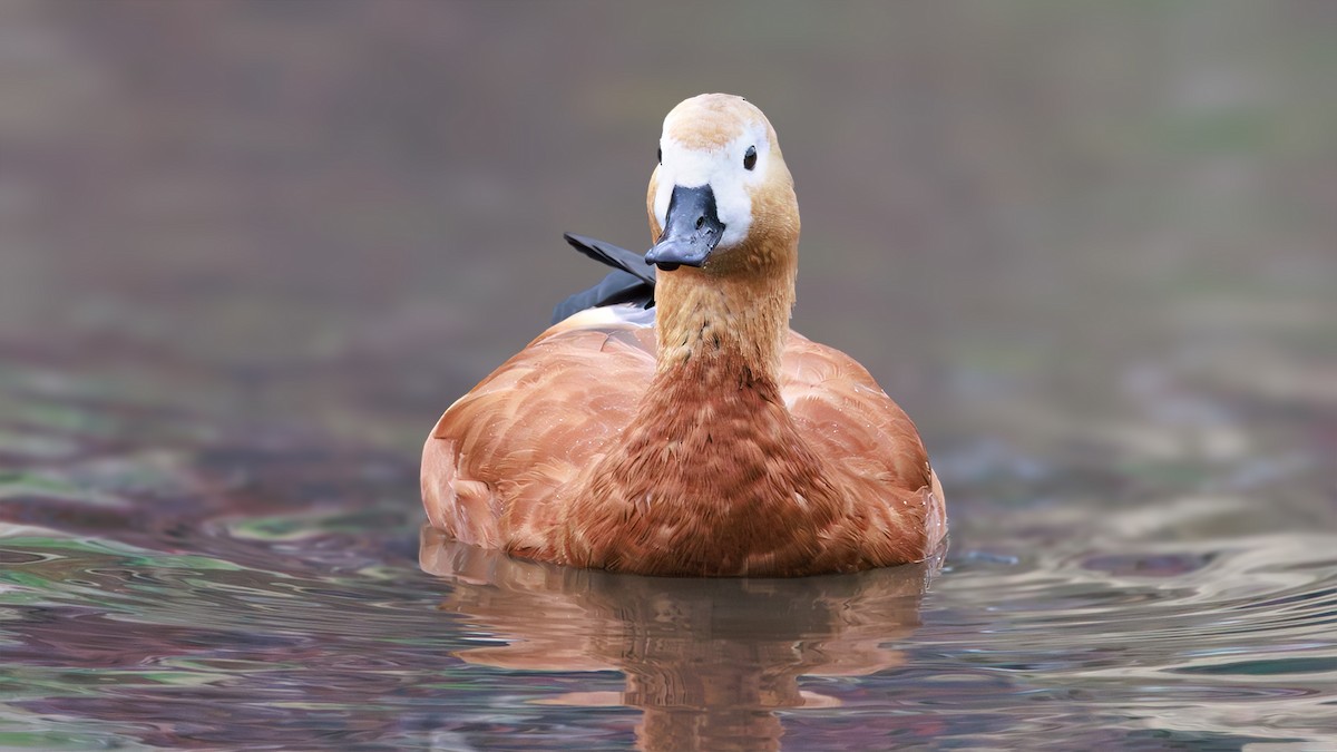 Ruddy Shelduck - ML645508886