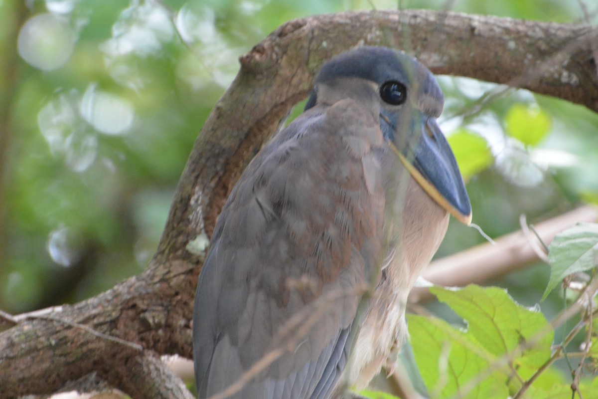 Boat-billed Heron - ML645508888