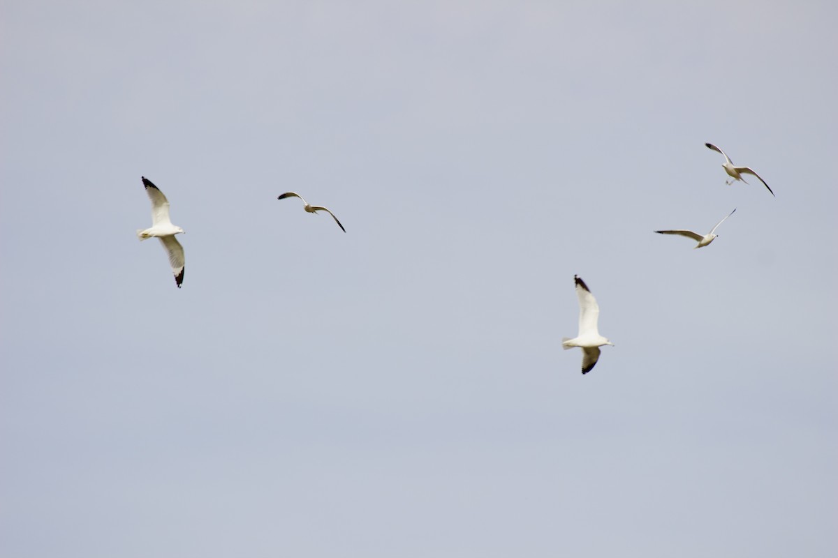 racek kroužkozobý - ML645508889