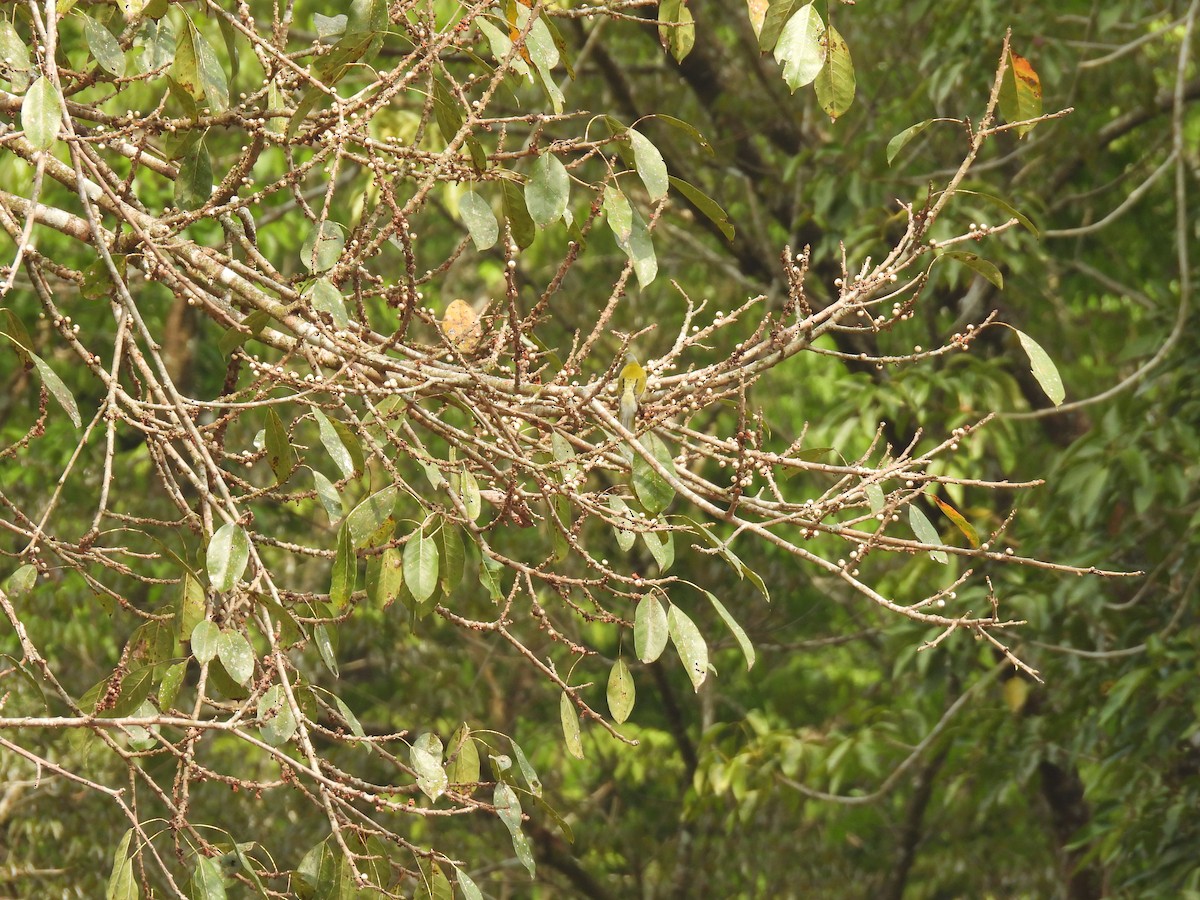 Gray-headed Bulbul - ML645508891