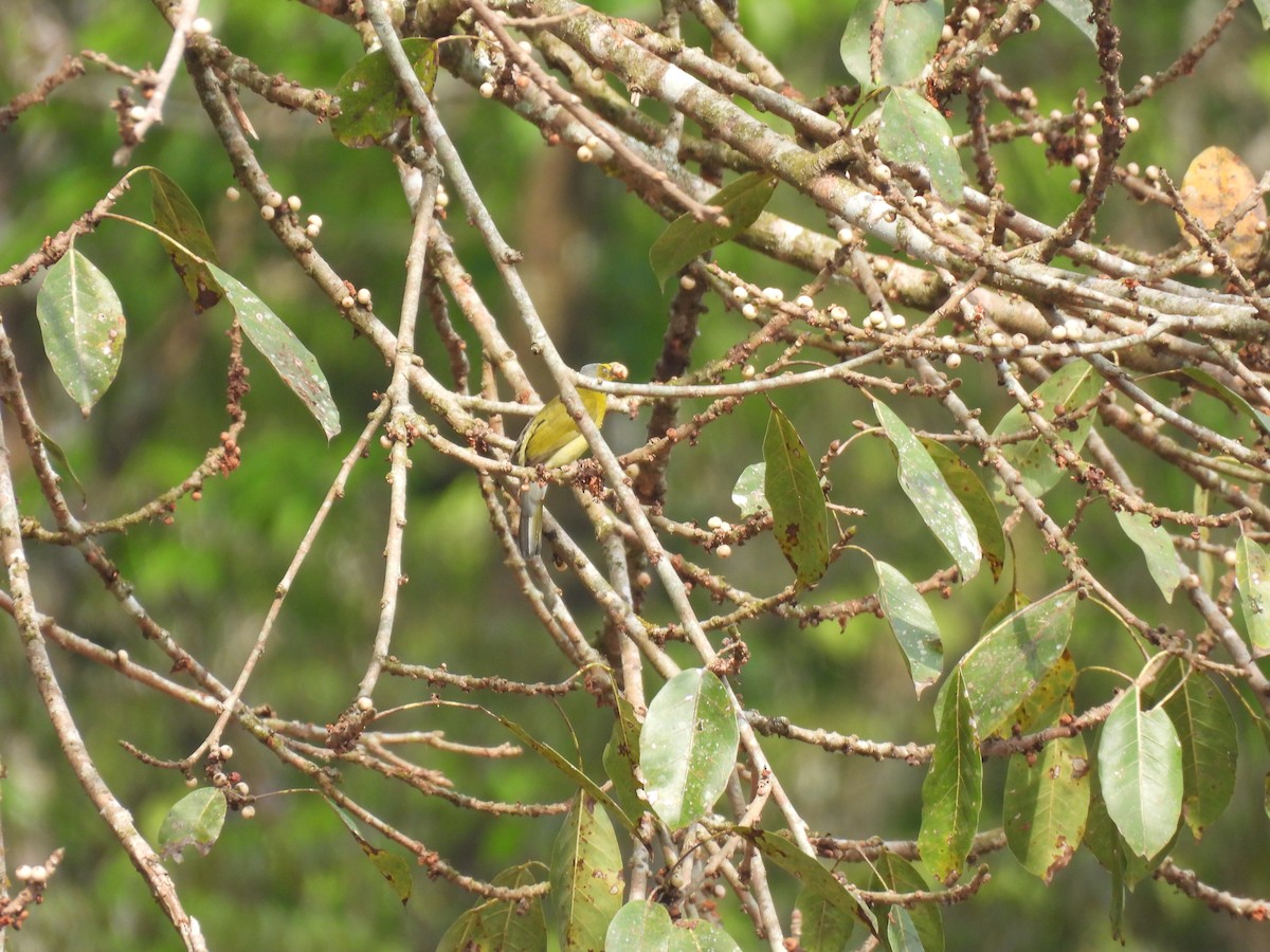 Gray-headed Bulbul - ML645508893