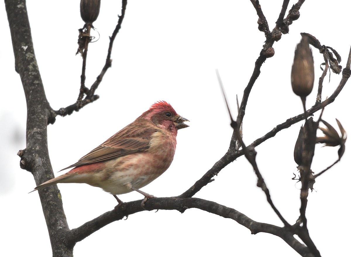 Camachuelo Purpúreo - ML645508903