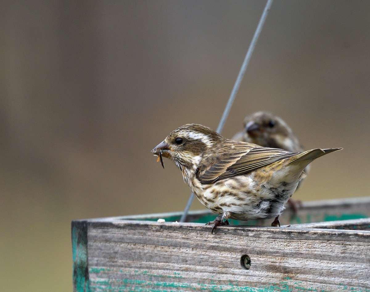 Camachuelo Purpúreo - ML645508904