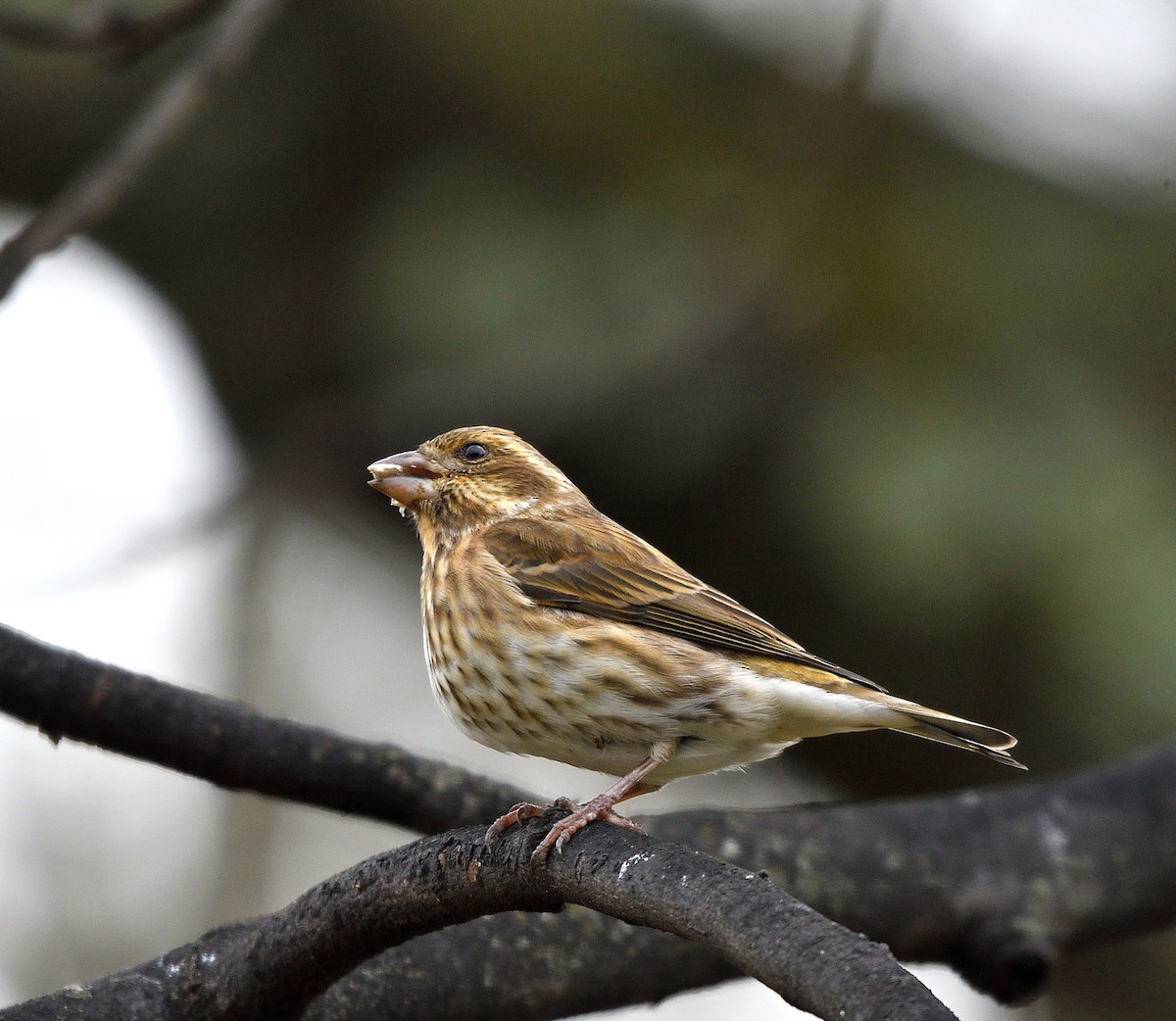 Camachuelo Purpúreo - ML645508905