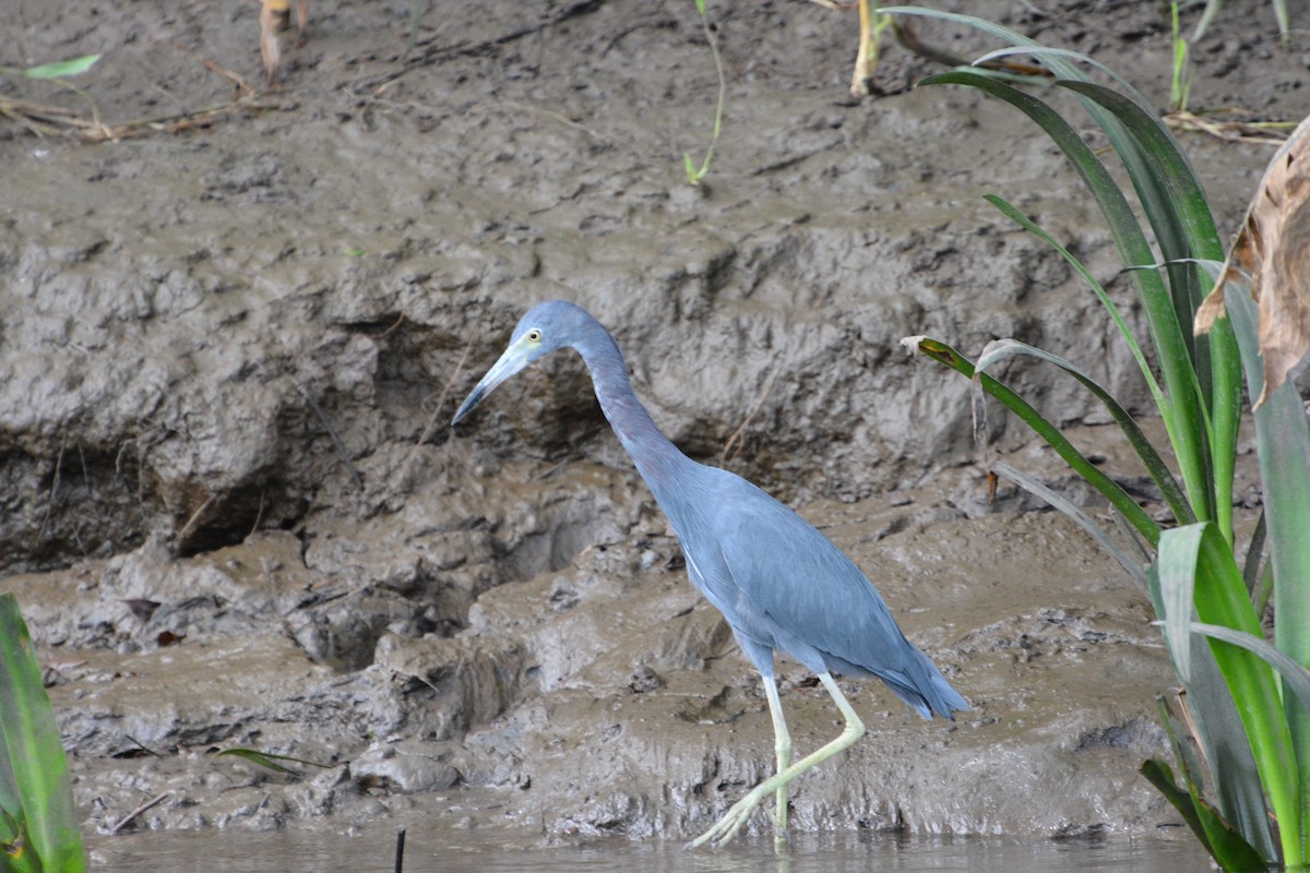 Little Blue Heron - ML645508907